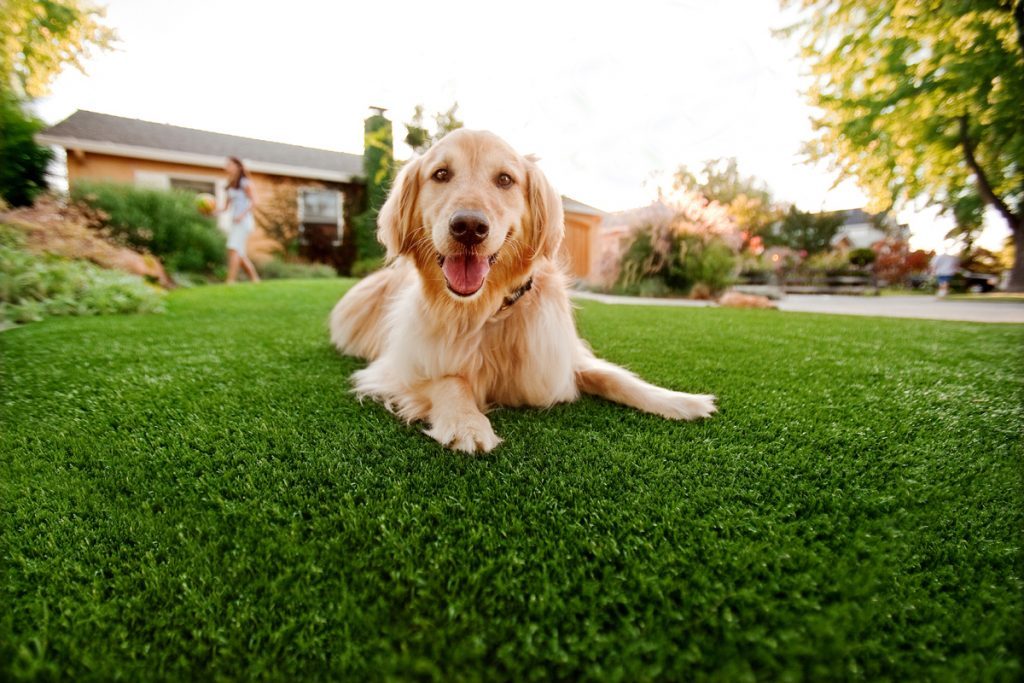 Synthetic Grass For Dogs San Diego, Artificial Lawn Dog Run Installation